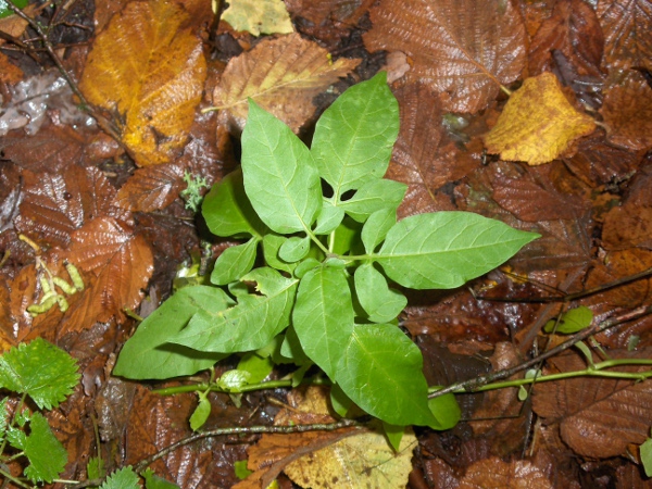 bittersweet / Solanum dulcamara: The leaves of _Solanum dulcamara_, with 2 small side-lobes, are quite distinctive.