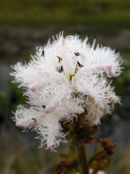 bogbean / Menyanthes trifoliata: _Menyanthes trifoliata_ is heterostylous; some flowers, like these, are ‘thrum’, with long stamens and a short stigma.