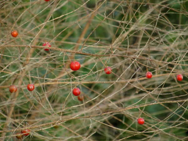 garden asparagus / Asparagus officinalis: The fruit of _Asparagus officinalis_ is a red berry.