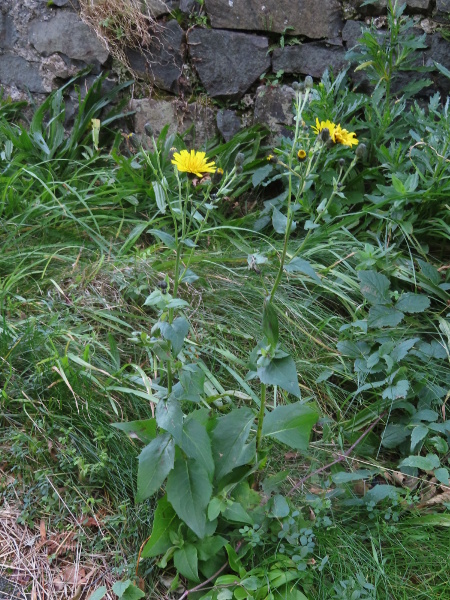 hawkweeds / Hieracium sect. Sabauda: _Hieracium_ sect. _Sabauda_ contains some of the most abundant many-leaved hawkweed microspecies in Great Britain.