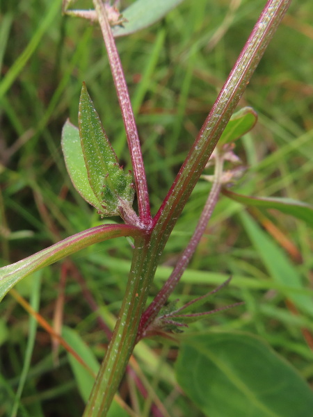 long-stalked orache / Atriplex longipes