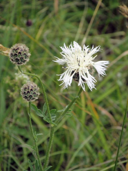 greater knapweed / Centaurea scabiosa: White-flowering plants are occasionally encountered.