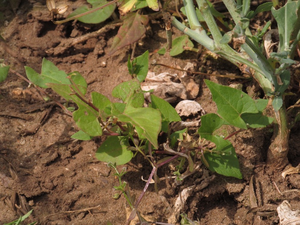 black bindweed / Fallopia convolvulus: _Fallopia convolvulus_ is an arable weed with twining stems.