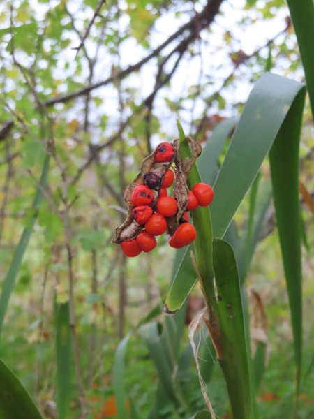 stinking iris / Iris foetidissima: The fruit of _Iris foetidissima_ is an elongated capsule containing 3 series of bright red seeds.