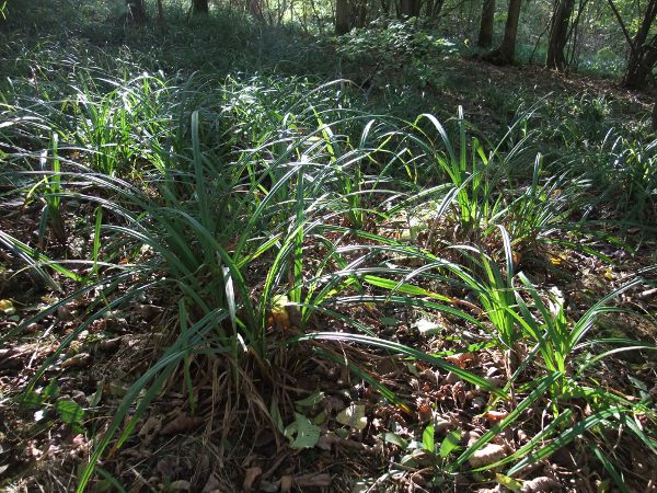 pendulous sedge / Carex pendula: _Carex pendula_ is a large, tufted sedge that grows in woodlands and beside water across the lowlands of the British Isles.