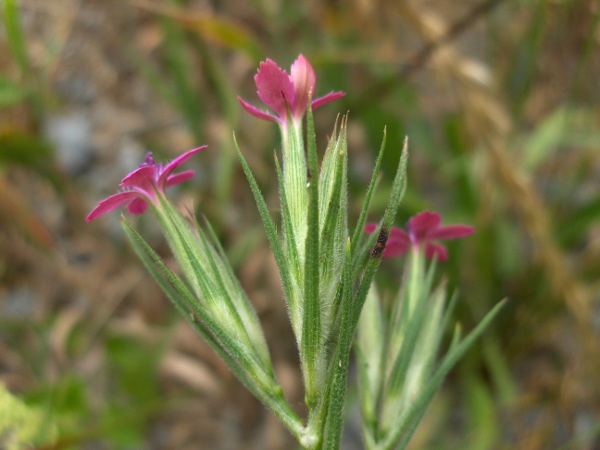Deptford pink / Dianthus armeria: _Dianthus armeria_ is similar to _Dianthus barbatus_, but with a hairy inflorescence.