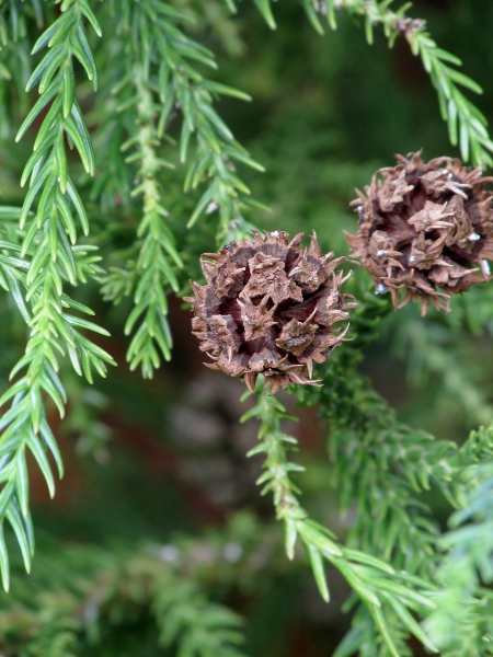 Japanese red cedar / Cryptomeria japonica: The seed-cones of _Cryptomeria japonica_ are globose, up to 3 cm across, with 20–30 scales, each with several projecting spines.