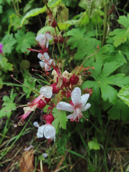 rock cranesbill / Geranium macrorrhizum: The flowers have long, exserted stamens, and may be white or pink; the fruits retain the long, curved stigma.