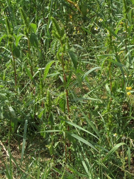 indehiscent amaranth / Amaranthus bouchonii: _Amaranthus bouchonii_ is most encountered as a casual in East Anglia, but also occurs in other parts of south-eastern England.