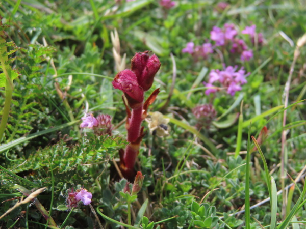 thyme broomrape / Orobanche alba: _Orobanche alba_ is a <a href="parasite.html">parasite</a> of _Thymus drucei_ and some other labiates, found in some western parts of the British Isles; our plants are var. _rubra_, a strongly red-tinged variety.