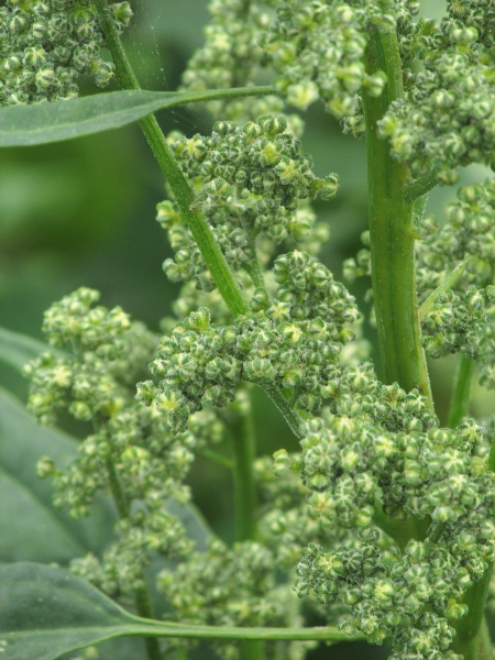 quinoa / Chenopodium quinoa: Unopened flowers