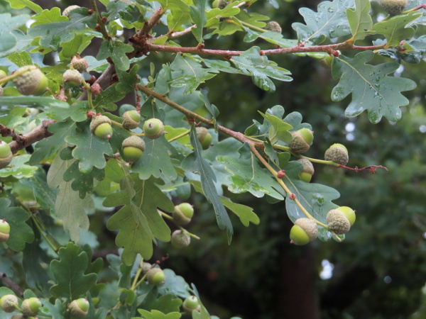 sessile oak / Quercus petraea: The acorns of _Quercus petraea_ are sessile, unlike those of _Quercus robur_, which are stalked.