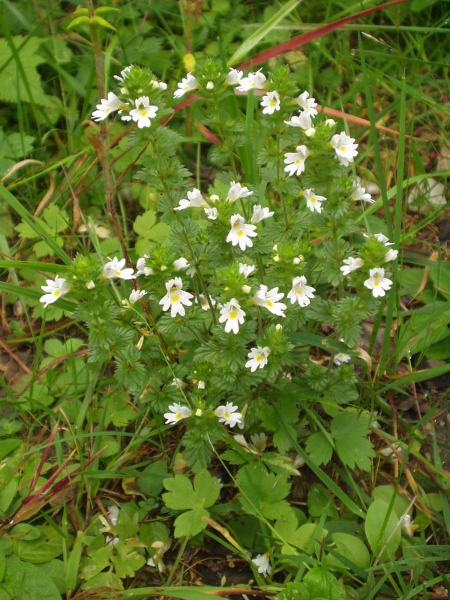 English, montane or Rostkov’s eyebright / Euphrasia officinalis: Habitus