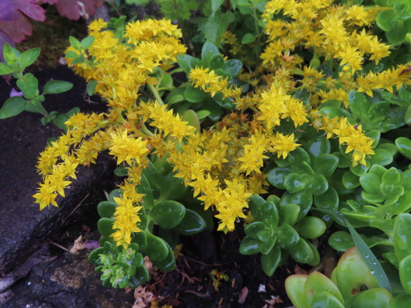lesser Mexican stonecrop / Sedum kimnachii: _Sedum kimnachii_ is a Mexican succulent that is often grown in rock gardens, and sometimes escapes, particularly in south-western England and south-eastern Ireland.