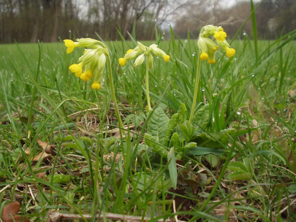 cowslip / Primula veris: _Primula veris_ grows in grasslands that are not too acid across most of the British Isles.
