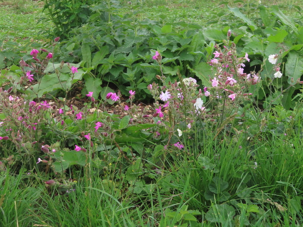 hybrid campion / Silene × hampeana: Wherever the two parent species occur together, they are likely to form a hybrid swarm including _S._ × _hampeana_.