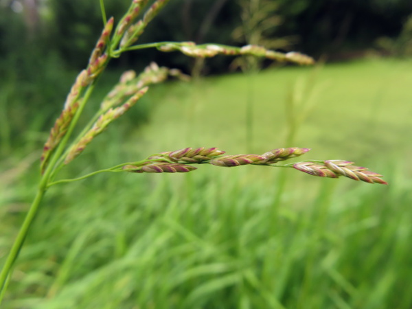 reed sweet-grass / Glyceria maxima: The spikelets of _Glyceria maxima_ have 4–10 flowers with blunt lemmas.