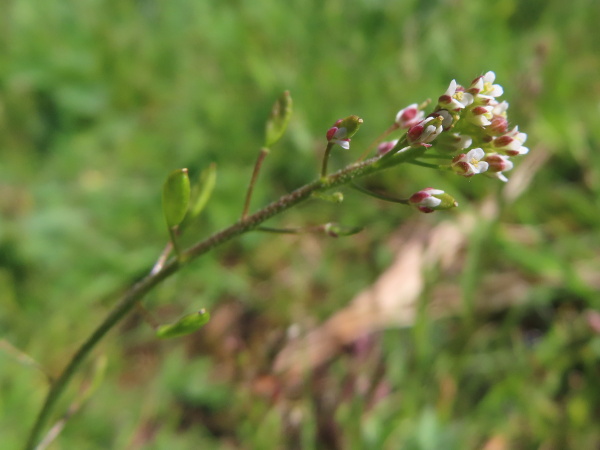 wall whitlow-grass / Drabella muralis: The white flowers of _Drabella muralis_ have simple, narrow petals; the fruits are flattened pods, about 3 times longer than wide, with the valve midribs at the edges.