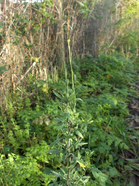 hedge mustard / Sisymbrium officinale: The fruits of _Sisymbrium officinale_ are held close to the stem.