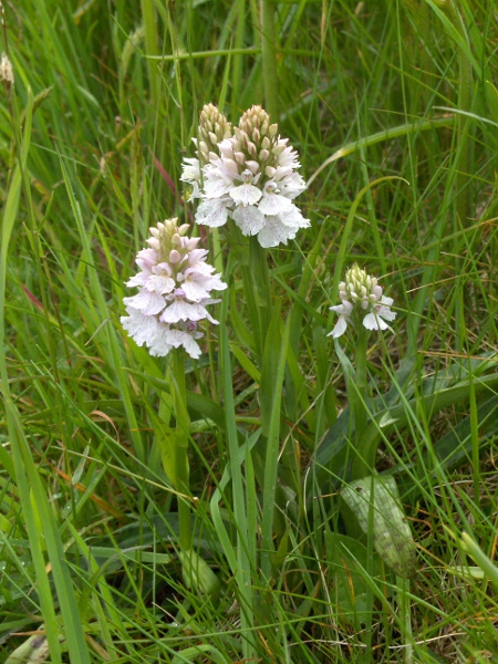 heath spotted orchid / Dactylorhiza maculata: _Dactylorhiza maculata_ subsp. _ericetorum_
