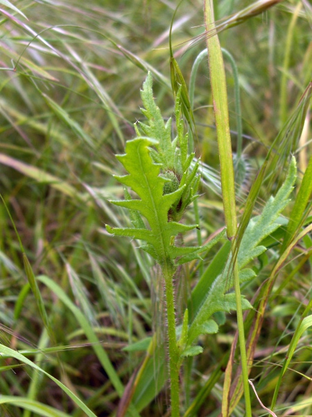 common poppy / Papaver rhoeas: Foliage