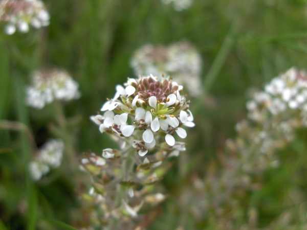 Smith’s pepperwort / Lepidium heterophyllum