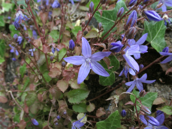 trailing bellflower / Campanula poscharskyana: _Campanula poscharskyana_ has wide-open flowers, with the corolla divided most of the way to the base.