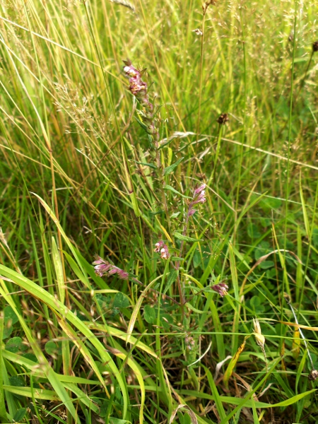 early red bartsia / Odontites vernus subsp. vernus: _Odontites vernus_ subsp. _vernus_ is an early-flowering taxon, which branches at less than 45°.