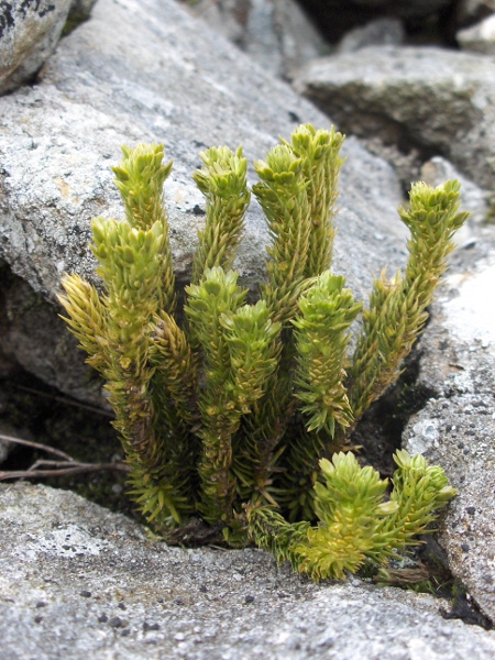 fir clubmoss / Huperzia selago: The sporophylls of _Huperzia selago_ are similar to its other leaves; vegetative bulbils are often formed near the top of the stems.