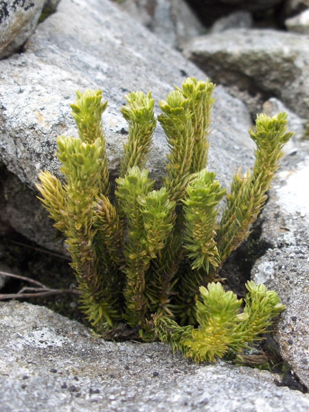 fir clubmoss / Huperzia selago