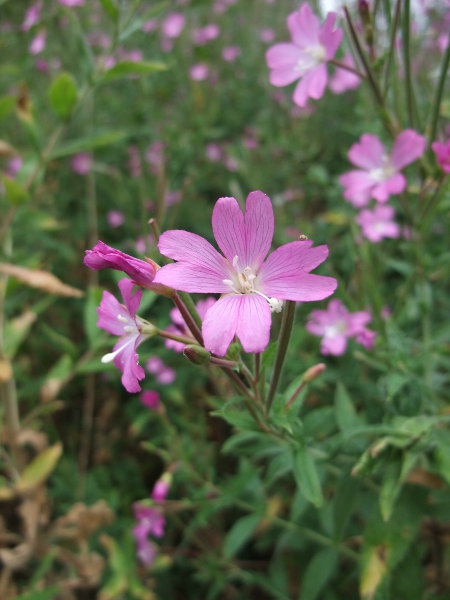 great willowherb / Epilobium hirsutum: Flower