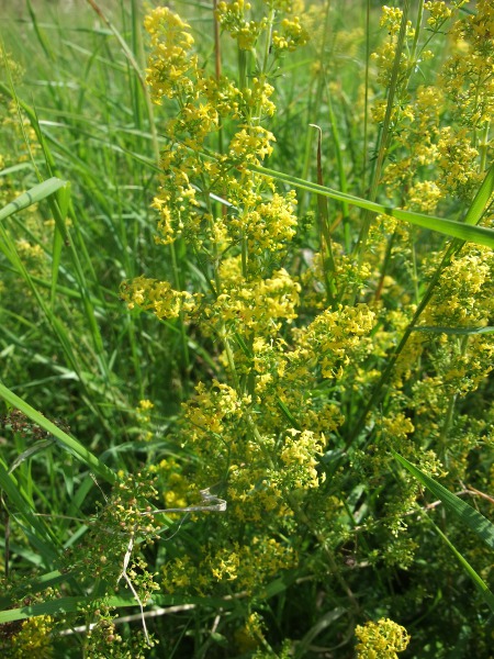 lady’s bedstraw / Galium verum: Like _Cruciata laevipes_, _Galium verum_ has 4-parted flowers and whorled leaves, although _G. verum_ has linear leaves in whorls of 6–12 (_Cruciata_ has whorls of 4 much broader leaves).