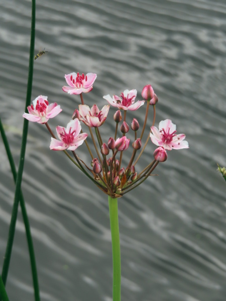 flowering rush / Butomus umbellatus: _Butomus umbellatus_ has distinctive umbels of pinkish 3-parted (or 6-parted) flowers.