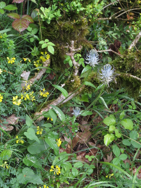 spiked rampion / Phyteuma spicatum: _Phyteuma spicatum_ is traditionally considered to be native to a small area of the Sussex Weald, where it grows in woodland and woodland margins over acid soils.