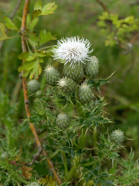 creeping thistle / Cirsium arvense: White-flowering variant