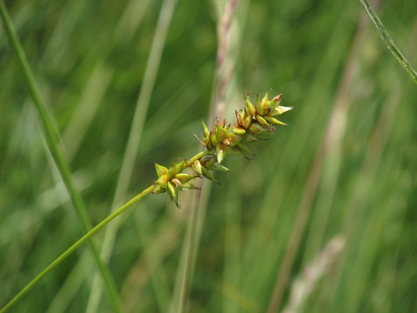 spiked sedge / Carex spicata: _Carex spicata_ is a tuft-forming sedge, similar in overall appearance to _Carex muricata_ or _Carex divulsa_.