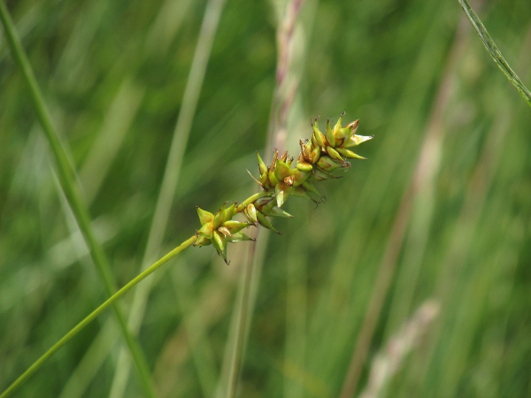 spiked sedge / Carex spicata