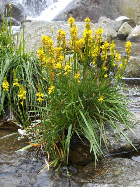 bog asphodel / Narthecium ossifragum