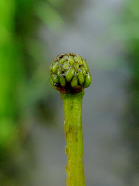 river water-crowfoot / Ranunculus fluitans: The achenes of _Ranunculus fluitans_ are unwinged, and are borne on a less hairy receptacle than many of its relatives.