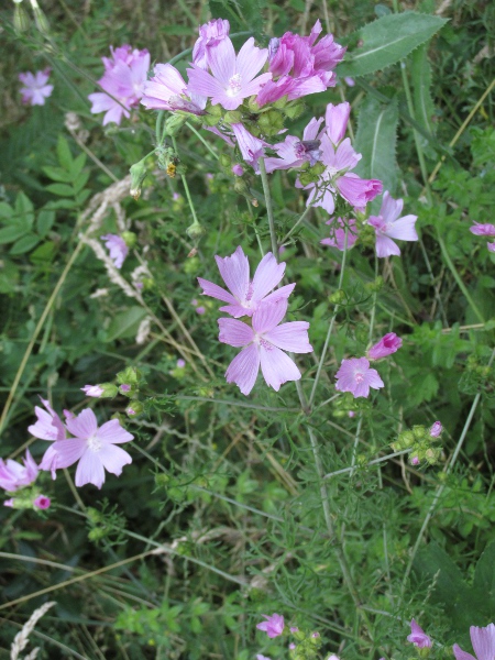 musk mallow / Malva moschata