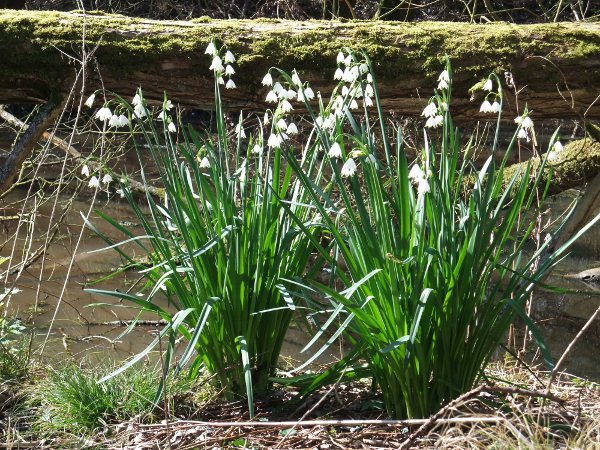 summer snowflake / Leucojum aestivum: _Leucojum aestivum_ is a common garden escape, but may be native to riverside meadows along a stretch of the middle River Thames, some of its tributaries and a few waterways in southern Ireland.