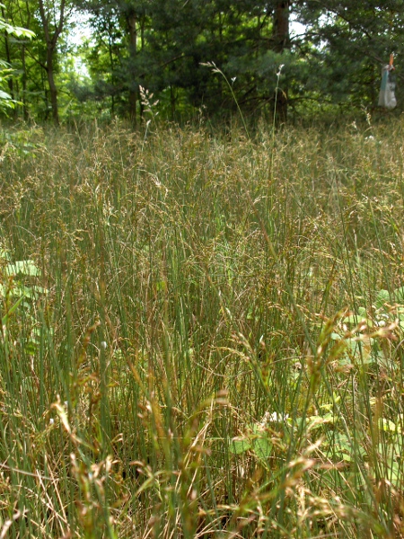 hard rush / Juncus inflexus: _Juncus inflexus_ is a glaucous rush without leaves that grows in damp ground throughout Ireland, Wales, England and as far north as Scotland’s Central Belt.