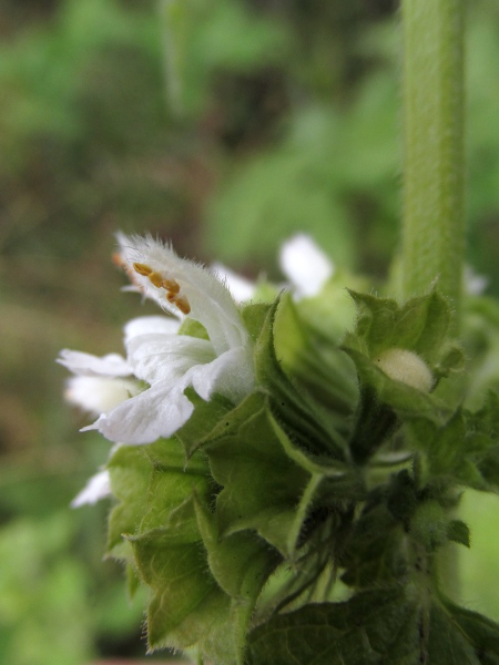 black horehound / Ballota nigra: White-flowering plants are occasionally encountered.