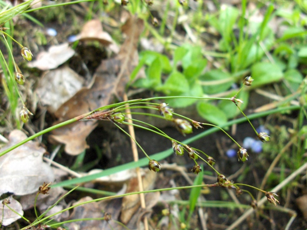 hairy wood-rush / Luzula pilosa: The oddly shaped, tapering fruits are characteristic of _Luzula pilosa_. The similar _Luzula forsteri_ has ovoid capsules with much longer apical points.