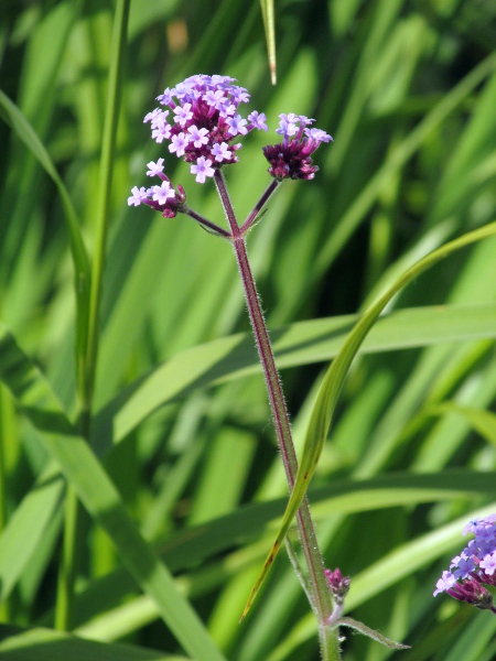 Argentinian vervain / Verbena bonariensis: _Verbena bonariensis_ is native to South America, but is encountered increasingly often as a garden escape.