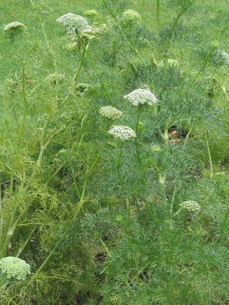 toothpick plant / Visnaga daucoides: _Visnaga daucoides_ is a rare casual native to the Mediterranean Basin.