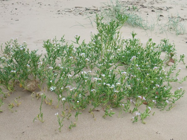 sea rocket / Cakile maritima: _Cakile maritima_ grows on sandy beaches throughout the British Isles.