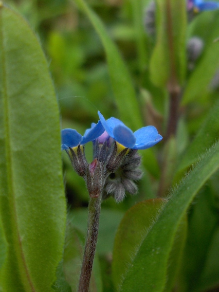wood forget-me-not / Myosotis sylvatica: _Myosotis sylvatica_ has large, flat flowers, with patent, hooked hairs on the calyx.