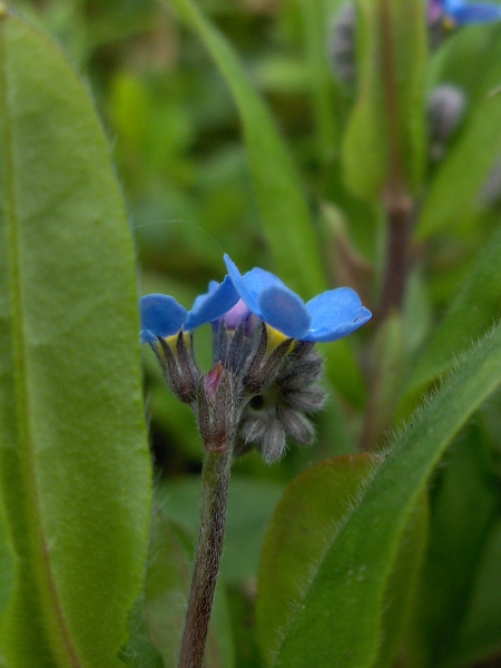 wood forget-me-not / Myosotis sylvatica