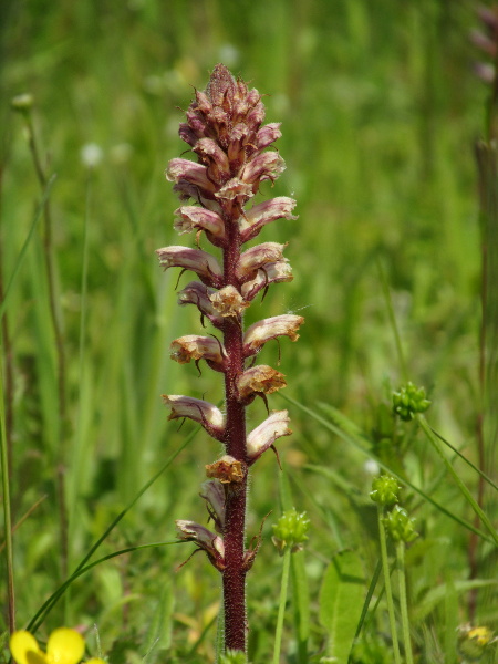 common broomrape / Orobanche minor subsp. minor: _Orobanche minor_ subsp. _minor_ is a <a href="parasite.html">parasitic plant</a> found especially over chalk and limestone in southern parts of the British Isles.